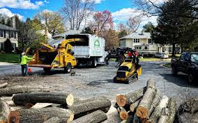 How Our Tree Care Process Works  in  Bonsall, CA