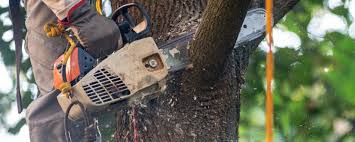  Bonsall, CA Tree Services Pros