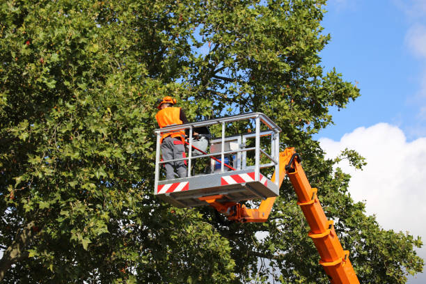 Professional  Tree Services in Bonsall, CA