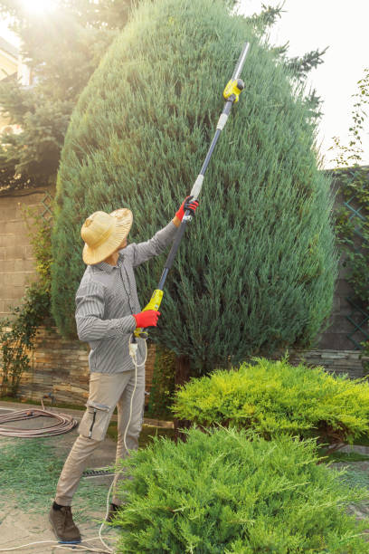 Leaf Removal Services in Bonsall, CA