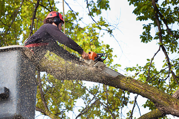 Best Tree Fertilization Services  in Bonsall, CA